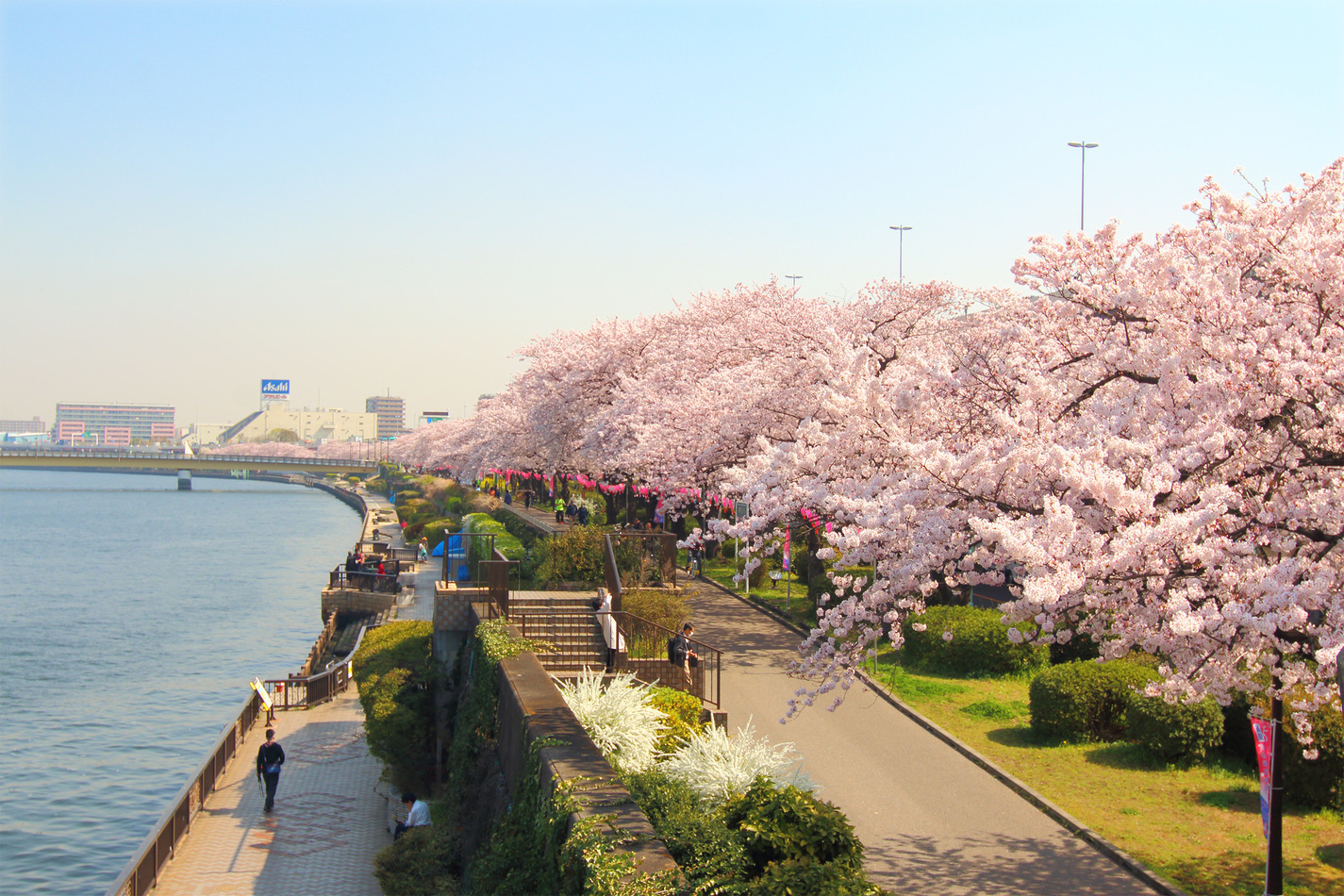 Công viên Sumida - Địa điểm ngắm hoa anh đào lí tưởng bậc nhất