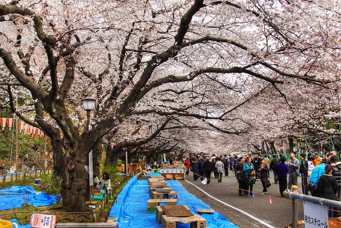 Mùa xuân ở Asakusa - Công viên Sumida
