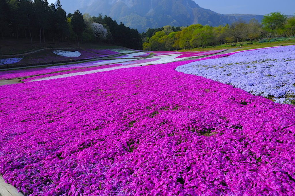 Khám phá thiên đường hoa Chi Anh - Chichibu của Nhật Bản